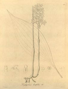 This File Comes from the Biodiversity Heritage Library by Heinrich Gustav Reichenbach