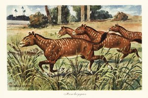 Mesohippus, extinct genus of early horse, 1908 by Heinrich Harder