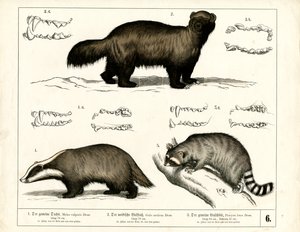 Badger, Wolverine and Raccoon with Dental Representations by Heinrich Leutemann
