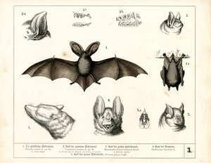 Bat Species with Anatomical Details by Heinrich Leutemann