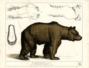 Brown Bear with Anatomical Details