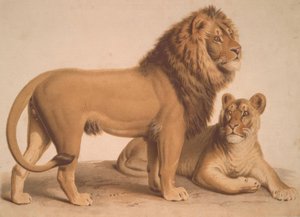 The Lion / Felis Leo by Heinrich Leutemann