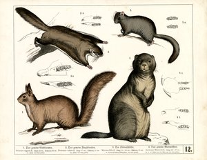 European Rodents