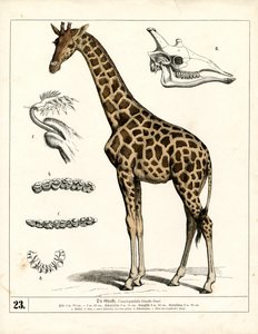 Giraffe with Anatomical Details