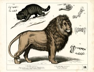 Lion and Wildcat with Anatomical Details