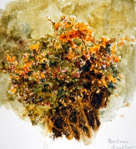 Berberis, Sunshine