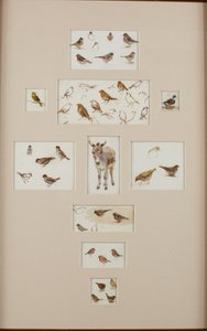 Sketches of a donkey and birds by Helen Allingham