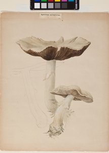 Agaricus Augustus by Helen Beatrix Potter