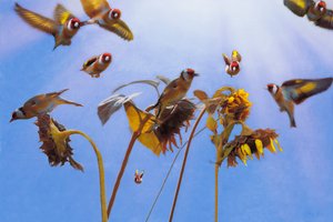 A Charm of Goldfinches