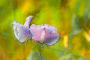 Autumn Sweetpea I