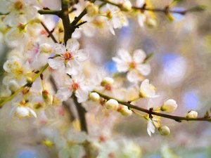 Blossom Joy by Helen White