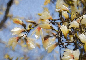 Blue Sky Magnolia