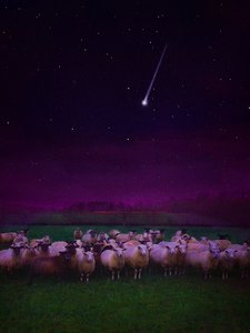 Flock by Night