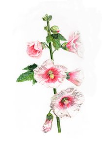 Hollyhocks, 2021