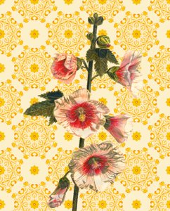 Hollyhocks on Sunshine