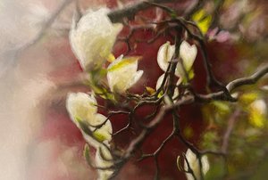 Magnolia