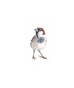 Male Sparrow III, 2022