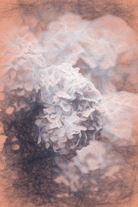 Pastel Hydrangeas by Helen White