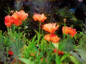 Peachy Poppies, 2020 by Helen White