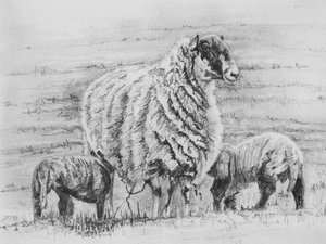 Proud ewe, 2012