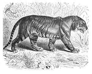 Bengal Tiger, c. 1900 by Helena J. Maguire
