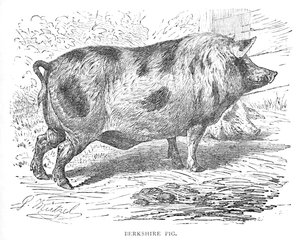 Berkshire Pig