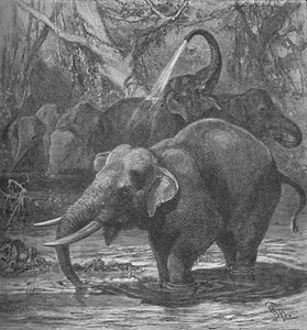 Indian Elephants Bathing by Helena J. Maguire