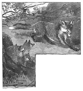 The Fox and Her Cubs