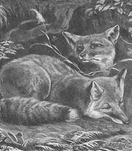 The Fox at Home by Helena J. Maguire