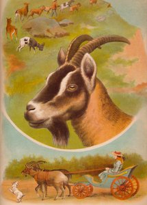 The Goat