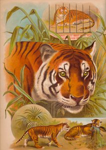 The Tiger by Helena J. Maguire