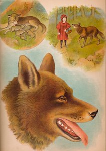 The Wolf