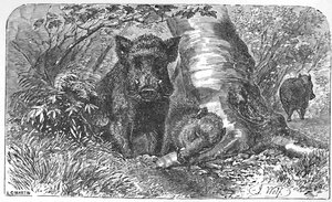 Wild Boars in the Forest