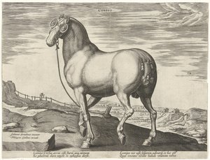 Horse from Corsica (series title: Horse Breeds from the Royal Stables of Don Juan of Austria)