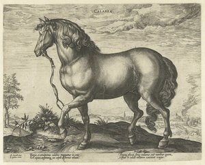 Horse from Calabria