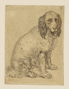 Sitting Drentsche Partridge Dog by Hendrick Goltzius