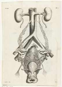 Anatomical illustration of the female genital organs and the kidneys (Book illustration for: Reinier de Graaf, Alle de wercken, Amsterdam, 1686) by Hendrik Bary