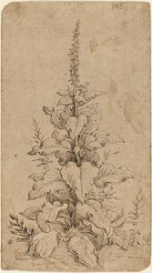 A Foxglove in Bloom by Hendrik Goltzius