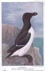 Razorbill, Postcard, 1930s