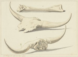 Fossil Bones of an Aurochs, Found During the Flood, 1809