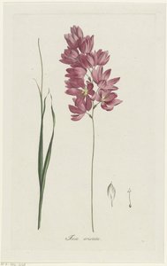 Ixia patens Aiton, Ixia aristata (title on object)