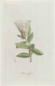 Protea (Protea calycina)