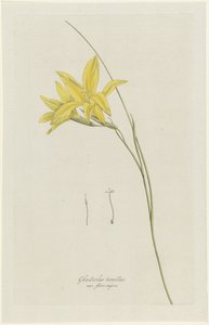 Sword Lily (Gladiolus carinatus Aiton)