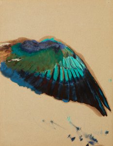 Study of a Wing