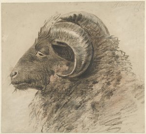 Head of a Ram, Facing Left, Seen from the Side by Hendrik Stokvisch