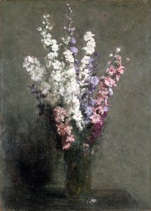 Larkspurs