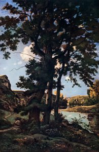 Oak trees in Chateaunenard, France