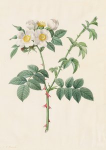 Brier Bush Rose or Dog Rose Rosa Leucantha
