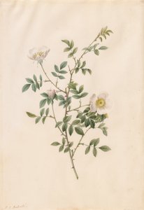Brier Bush Rose or Dog Rose