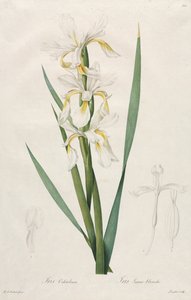 Gold-banded Iris